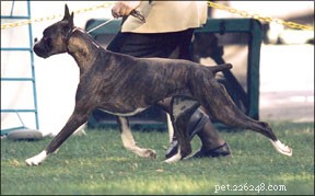 Mastering Show Dog Training: Proven Techniques for Success