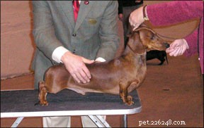 Mastering Show Dog Training: Proven Techniques for Success