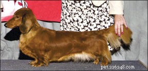 Mastering Show Dog Training: Proven Techniques for Success