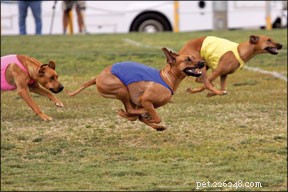 Lure Coursing: How to Know If Your Dog Is Ready for the Chase