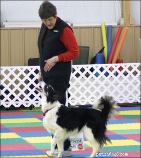 Master Rally Obedience: Training Your Dog for Success