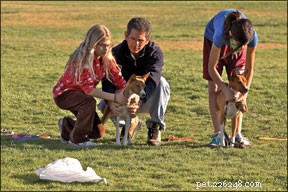 Lure Coursing: How to Know If Your Dog Is Ready for the Chase