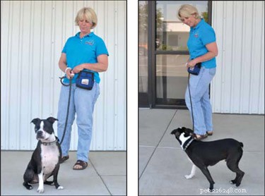 Master Leash Walking: Train Your Dog to Walk Calmly Without Pulling
