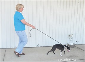 Master Leash Walking: Train Your Dog to Walk Calmly Without Pulling