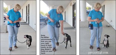 Master Leash Walking: Train Your Dog to Walk Calmly Without Pulling