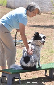 Tellington TTouch: Effective Bodywork for Dog Health & Behavior