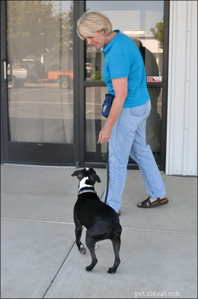 Master Leash Walking: Train Your Dog to Walk Calmly Without Pulling