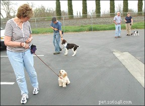 Master Leash Walking: Train Your Dog to Walk Calmly Without Pulling