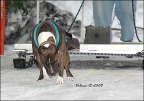 Dog Weight Pulling: A Proven Strength Test for All Breeds