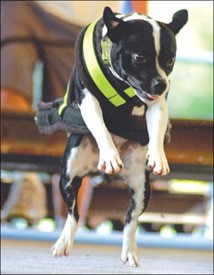 Dog Weight Pulling: A Proven Strength Test for All Breeds