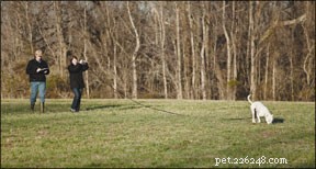 Dog Tracking: A Guided Scent-Tracking Sport for All Breeds