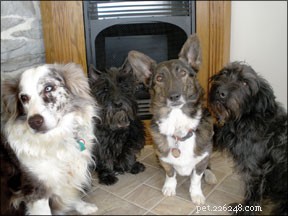 Transform Your Dog’s Mealtime into a Powerful Training Opportunity