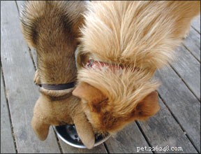 Transform Your Dog’s Mealtime into a Powerful Training Opportunity