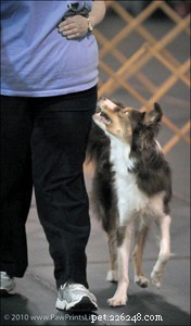 Competitive Obedience: Mastering Precision in Canine Sports