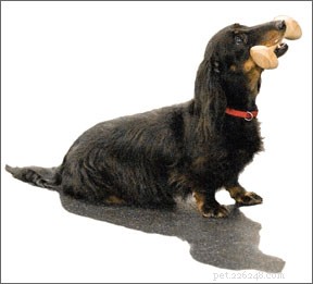 Competitive Obedience: Mastering Precision in Canine Sports