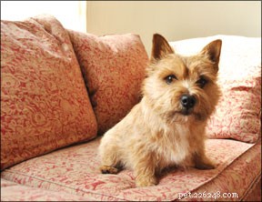 Effective Training Techniques for Small Dog Breeds