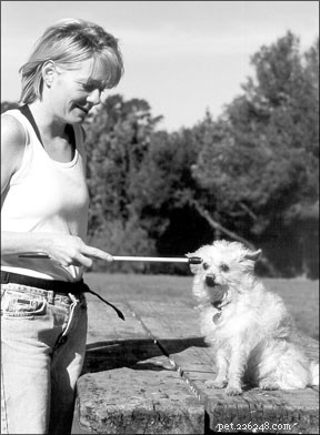 Effective Training Techniques for Small Dog Breeds