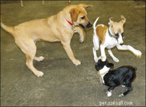 Effective Training Techniques for Small Dog Breeds