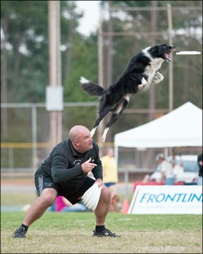 Thrilling Disc Dog Competitions: Speed, Agility, and Precision on Display
