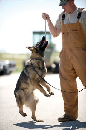 Effective Positive-Reward Training for Police and Military Dogs