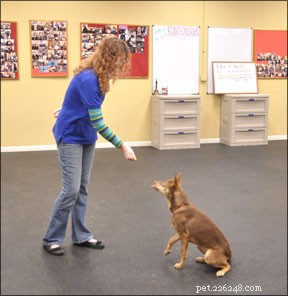 Why Your Dog’s Name Is Crucial for Training Success