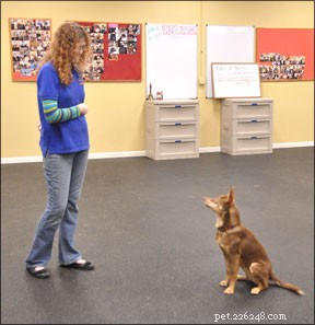 Why Your Dog’s Name Is Crucial for Training Success