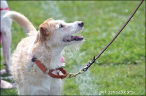 Why Your Dog’s Name Is Crucial for Training Success