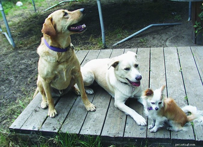 Why Your Dog’s Name Is Crucial for Training Success