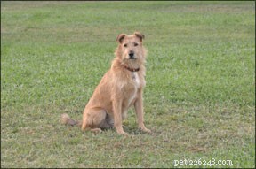 Create a Strong Positive Training Foundation for Your Dog