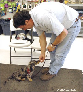 Maximize Your Puppy’s Success: Expert Tips for Puppy Kindergarten