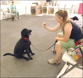 Maximize Your Puppy’s Success: Expert Tips for Puppy Kindergarten