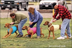 Discover Exciting Canine Sports to Keep Your Dog Active and Engaged