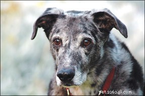 Is Your Senior Dog Losing Hearing? Spot the Signs and Safeguard Their Well‑Being