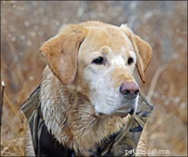 Positive Training for Hunting Dogs: Build Strong Bonds & Superior Performance