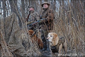 Positive Training for Hunting Dogs: Build Strong Bonds & Superior Performance