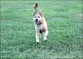 Lifelong Dog Training: Reinforce Your Pet’s Skills for Every Stage