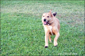 Lifelong Dog Training: Reinforce Your Pet’s Skills for Every Stage