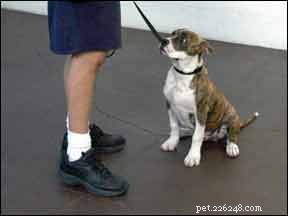Is Your Dog Training Stalling? Proven Strategies to Overcome Common Roadblocks