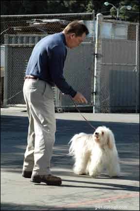 Is Your Dog Training Stalling? Proven Strategies to Overcome Common Roadblocks