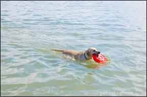 How Autism Assistive Dogs Transform Lives of Children with Autism