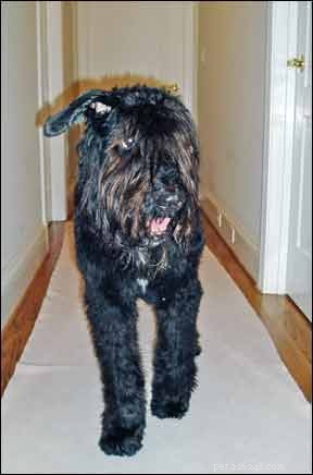 Enhance Your Dog’s Mobility: Premium Orthopedic Equipment for Joint Support