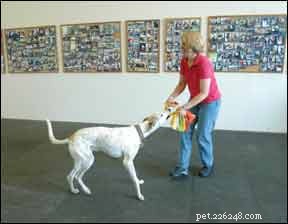 5 Effective Strategies to Train Your Dog Without Treats