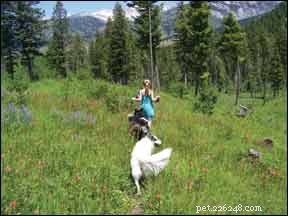 Discover a Proven Observation Technique to Enhance Your Dog Training