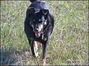 Discover a Proven Observation Technique to Enhance Your Dog Training