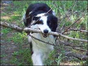Discover a Proven Observation Technique to Enhance Your Dog Training