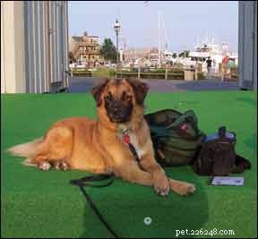 Discover a Proven Observation Technique to Enhance Your Dog Training