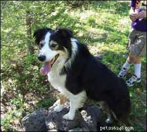 Discover a Proven Observation Technique to Enhance Your Dog Training