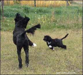 Discover a Proven Observation Technique to Enhance Your Dog Training