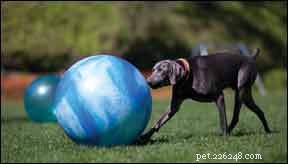 Discover Treibball: The Innovative Herding Sport That Doesn’t Need Sheep