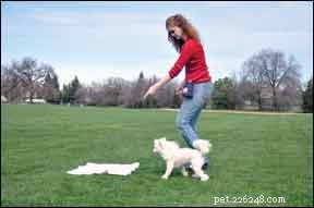 Discover Treibball: The Innovative Herding Sport That Doesn’t Need Sheep